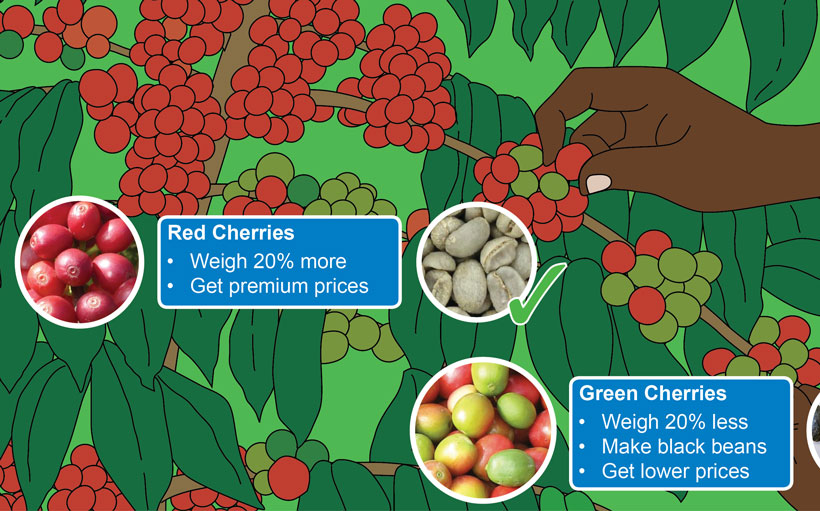 How to pick arabica