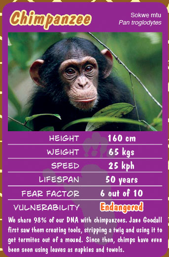 Chimpanzee