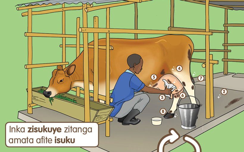 Dairy Cow Milking